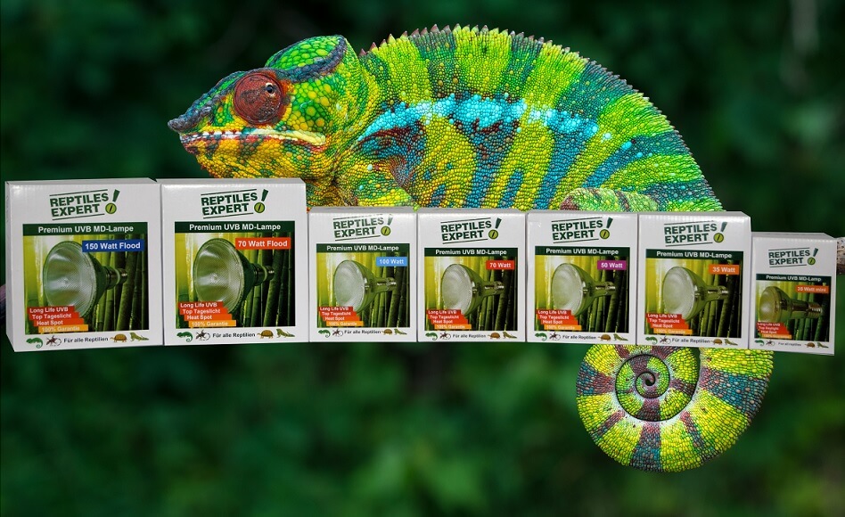 News All Blogs Regarding Uv Lighting In Terrariums