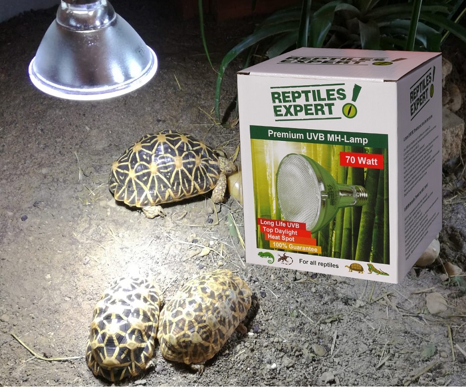 Wie wähle ich die richtige UVB Lampe für meine Reptilien?