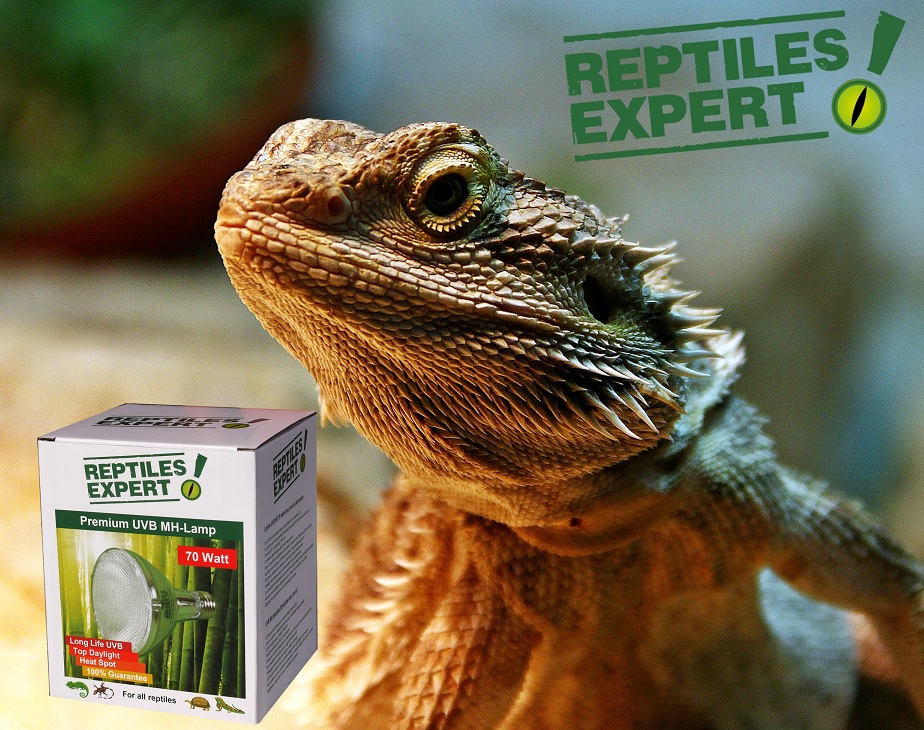 Empfehlung für Bartagamen ist eine 70 Watt Reptiles Expert UVB Metalldampflampe
