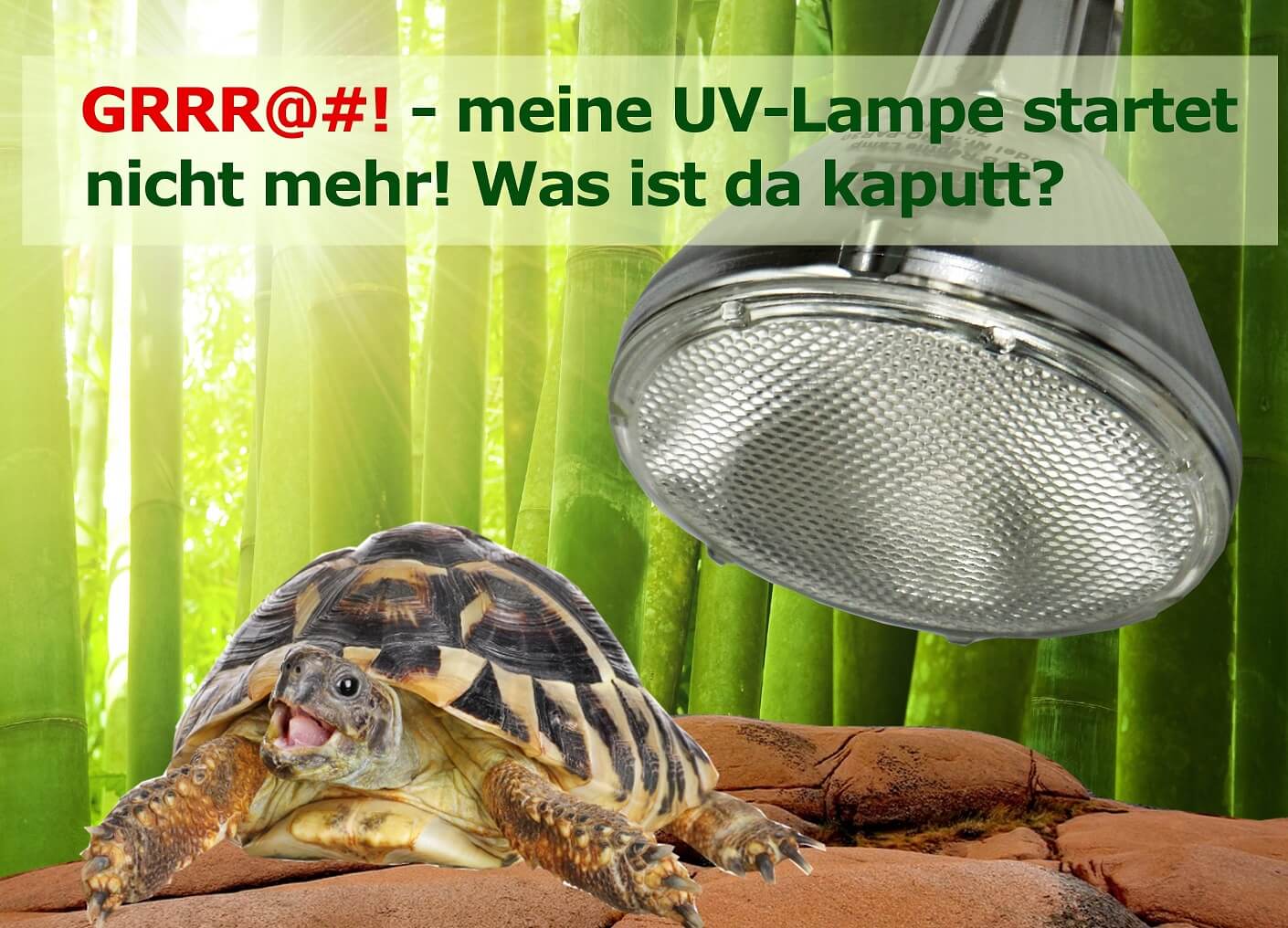 UVB Lampe startet nicht warum