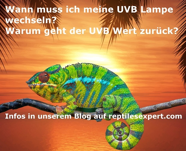 UVB Lampen wann austauschen