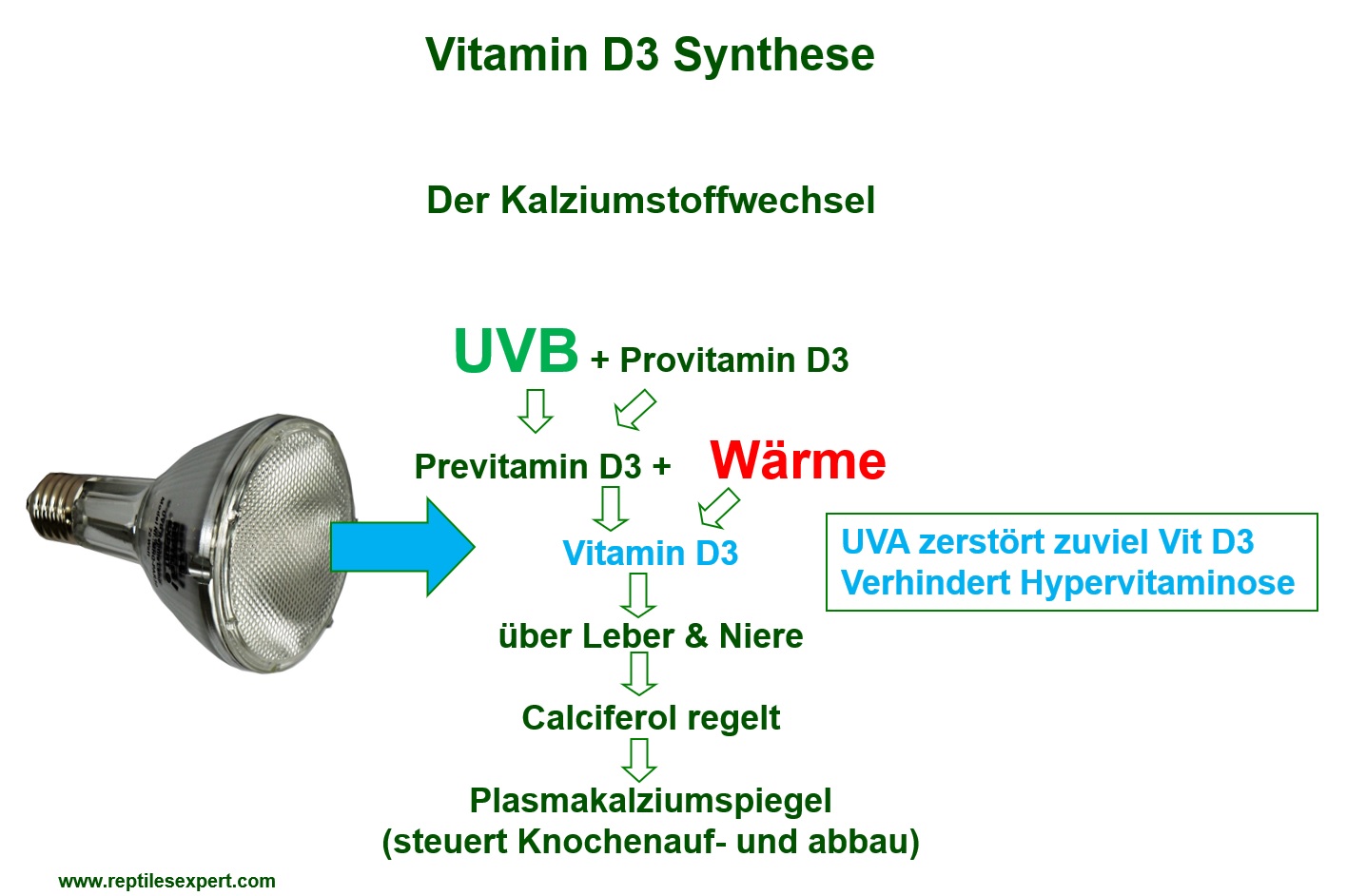 UV Lampen Verhinderung von Hypervitaminose