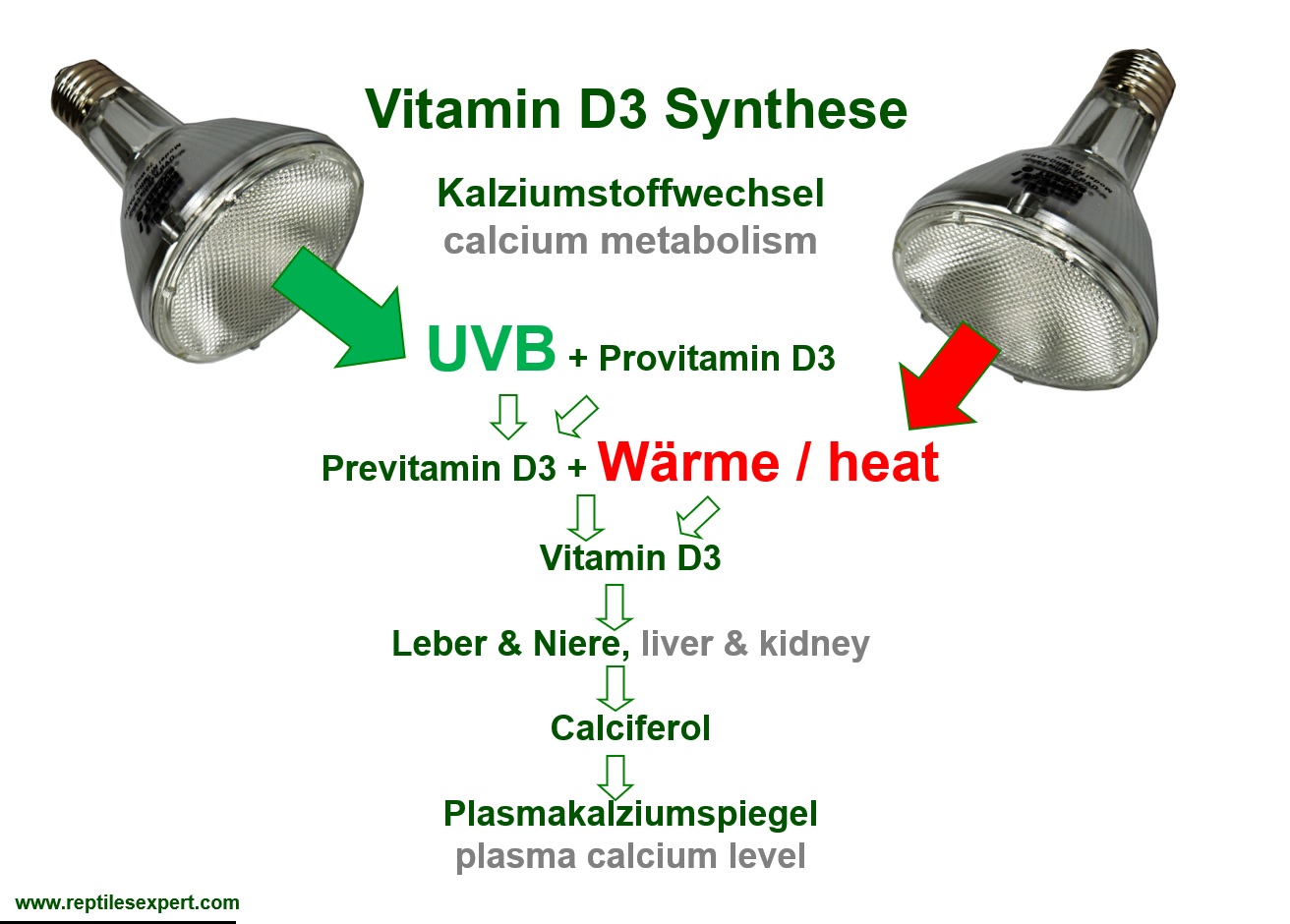 Vitamin D3 Synthese Reptilien