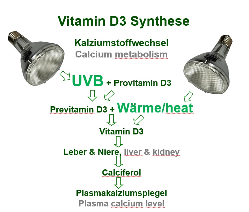 La sintesi della vitamina D3