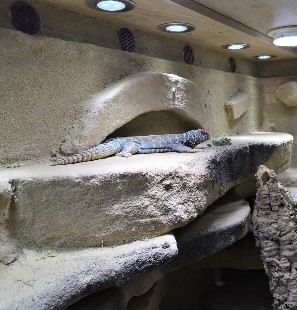 Alex Uromastyx Terrarium